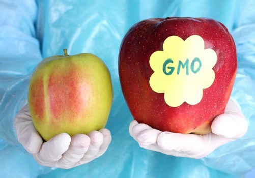 gmo