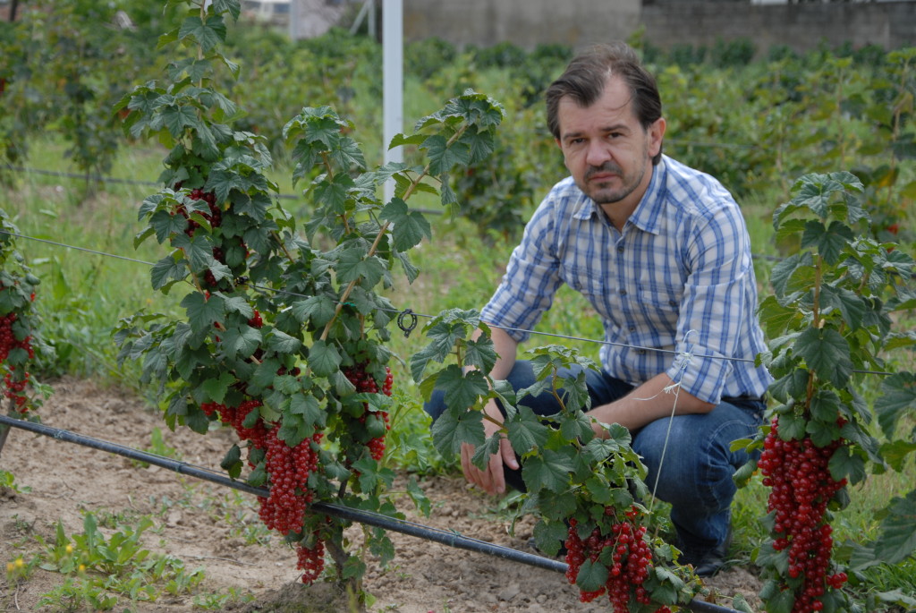 mirso orasje