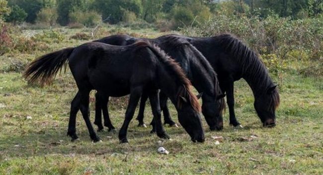 bosanski konj