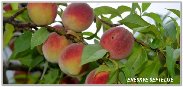 ŠEFTELIJE BRESKVE