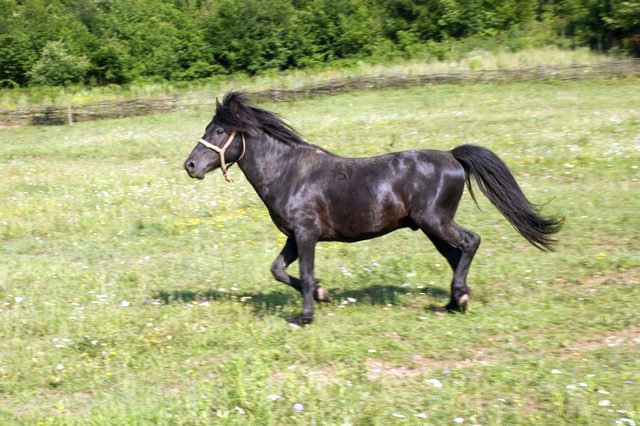 boskonj